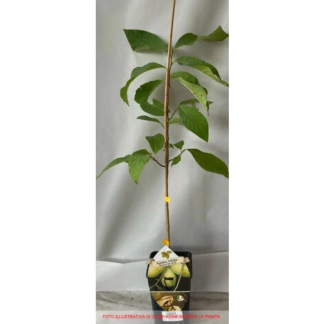 ASIMINA TRILOBA NORTHERN BANANA (1 PLANTE) 4 ASIMINA TRILOBA NORTHERN BANANA (1 PLANTE) – Image 2