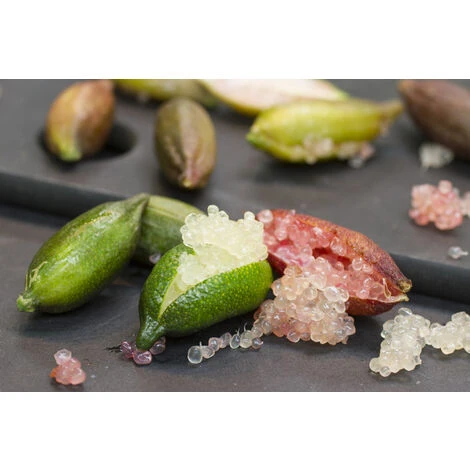 GREEN CAVIAR CITRON DOIGT CITRON VERT EN POT 20CM 4 GREEN CAVIAR CITRON DOIGT CITRON VERT EN POT 20CM – Image 2