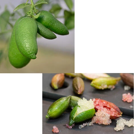 GREEN CAVIAR CITRON DOIGT CITRON VERT EN POT 20CM 5 GREEN CAVIAR CITRON DOIGT CITRON VERT EN POT 20CM – Image 3