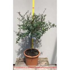 GREEN CAVIAR CITRON DOIGT CITRON VERT EN POT 20CM 9 GREEN CAVIAR CITRON DOIGT CITRON VERT EN POT 20CM -Flore Riche Soldes Magasin 95162379 4