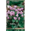 CYCLAMEN CYCLAMEN HEDERIFOLIUM (LOT DE 3 BULBES)