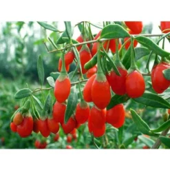 GOJI ORIGINAL TIBÉTAIN (1 PLANTE)