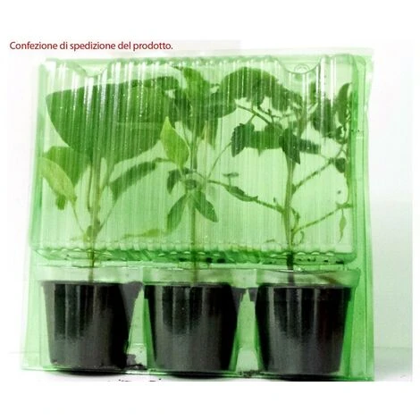 3 PLANTS EN POT Ø 10CM DE TOMATE CŒUR DE BOEUF ROSE LIGURE 4 3 PLANTS EN POT Ø 10CM DE TOMATE CŒUR DE BOEUF ROSE LIGURE – Image 2