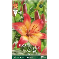 Lilium Asiatic HeartStings (paquet De 2 Ampoules)