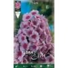 PHLOX ROSE (PACK DE 1 AMPOULE) -Flore Riche Soldes Magasin 95163229 1