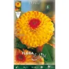 DAHLIA SUNNY BOY (PACK DE 1 AMPOULE) -Flore Riche Soldes Magasin 95163274 1
