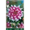 DAHLIA DÉCORATIF JEAN MARIE (LOT DE 1 BULBE) -Flore Riche Soldes Magasin 95163285 1