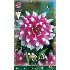 DAHLIA DÉCORATIF JEAN MARIE (LOT DE 1 BULBE)