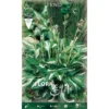 HOSTA UNDULATA MEDIOVARIEGATA (PACK DE 1 AMPOULE) -Flore Riche Soldes Magasin 95163293 1