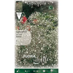 GYPSOPHYLA PANICULATA BLANC (LOT DE 3 AMPOULES)