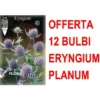 OFFRE 12 BULBES ERYNGIUM PLANUM 1 OFFRE 12 BULBES ERYNGIUM PLANUM -Flore Riche Soldes Magasin 95165431 1