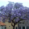 PAULOWNIA TOMENTOSA (1 PLANTE) -Flore Riche Soldes Magasin 95169702 1