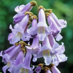PAULOWNIA TOMENTOSA (1 PLANTE) -Flore Riche Soldes Magasin 95169702 2