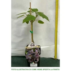 PAULOWNIA TOMENTOSA (1 PLANTE) -Flore Riche Soldes Magasin 95169702 3