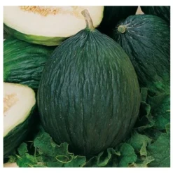 3 PLANTES EN POT Ø10CM DE MELON VERT