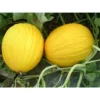 3 PLANTES EN POT Ø10CM DE MELON JAUNE