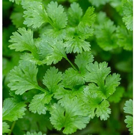 VASE CORIANDRE 14CM 3 VASE CORIANDRE 14CM