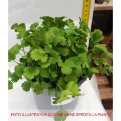 VASE CORIANDRE 14CM 5 VASE CORIANDRE 14CM -Flore Riche Soldes Magasin 95363671 2