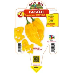 PIMENT JAUNE FATALII (EN POT Ø 14CM)