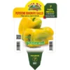 PIMENT JAUNE CARRÉ GREFFÉ (EN POT Ø14CM) -Flore Riche Soldes Magasin 95421824 1