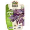 1 PLANTE DE SAUGE ORTHOMIUM PURPURE -Flore Riche Soldes Magasin 95495646 1