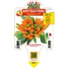 STROMBOLI PIMENT PLANT ORANGE BOUQUET (EN POT Ø 14CM) -Flore Riche Soldes Magasin 95863467 1