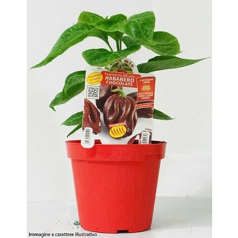 STROMBOLI PIMENT PLANT ORANGE BOUQUET (EN POT Ø 14CM) 5 STROMBOLI PIMENT PLANT ORANGE BOUQUET (EN POT Ø 14CM) – Image 3
