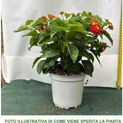 LANTANA CAMARA COLORE ASSORTITO VASO 19CM 3 LANTANA CAMARA COLORE ASSORTITO VASO 19CM