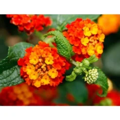 LANTANA CAMARA COLORE ASSORTITO VASO 19CM 5 LANTANA CAMARA COLORE ASSORTITO VASO 19CM -Flore Riche Soldes Magasin 95901935 2