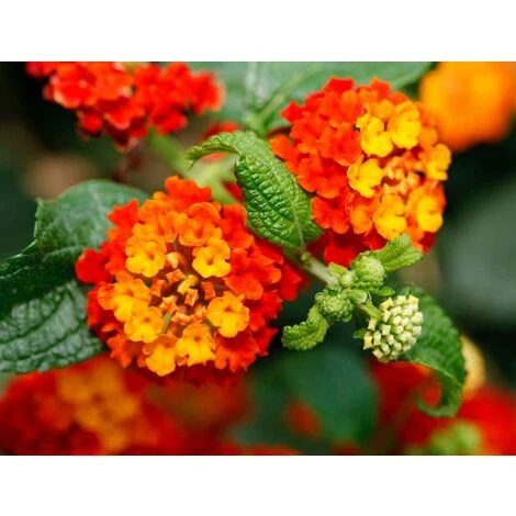 LANTANA CAMARA COLORE ASSORTITO VASO 19CM 4 LANTANA CAMARA COLORE ASSORTITO VASO 19CM – Image 2