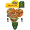 PLANT DE TOMATE SARDE GREFFEE (EN POT Ø14CM) -Flore Riche Soldes Magasin 96761401 1