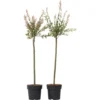 Salix 'Flamingo' - Set De 2 - Saule Crevette - Pot 21cm - Hauteur 110-120cm -Flore Riche Soldes Magasin 97171284 1
