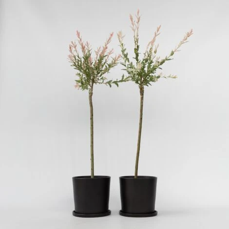 Salix 'Flamingo' - Set De 2 - Saule Crevette - Pot 21cm - Hauteur 110-120cm 4 Salix 'Flamingo' - Set De 2 - Saule Crevette - Pot 21cm - Hauteur 110-120cm – Image 2