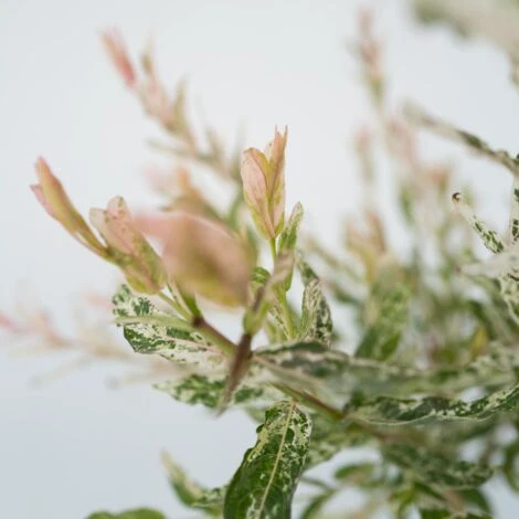 Salix 'Flamingo' - Set De 2 - Saule Crevette - Pot 21cm - Hauteur 110-120cm 5 Salix 'Flamingo' - Set De 2 - Saule Crevette - Pot 21cm - Hauteur 110-120cm – Image 3