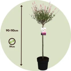 Salix 'Flamingo' - Set De 2 - Saule Crevette - Pot 21cm - Hauteur 110-120cm 9 Salix 'Flamingo' - Set De 2 - Saule Crevette - Pot 21cm - Hauteur 110-120cm -Flore Riche Soldes Magasin 97171284 4