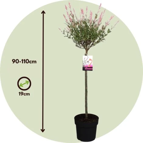 Salix 'Flamingo' - Set De 2 - Saule Crevette - Pot 21cm - Hauteur 110-120cm 6 Salix 'Flamingo' - Set De 2 - Saule Crevette - Pot 21cm - Hauteur 110-120cm – Image 4