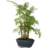 Bonsaï Extérieur Metasequoia Forest - Bonsaï - Pot 15cm - Hauteur 20-30cm -Flore Riche Soldes Magasin 97219371 1
