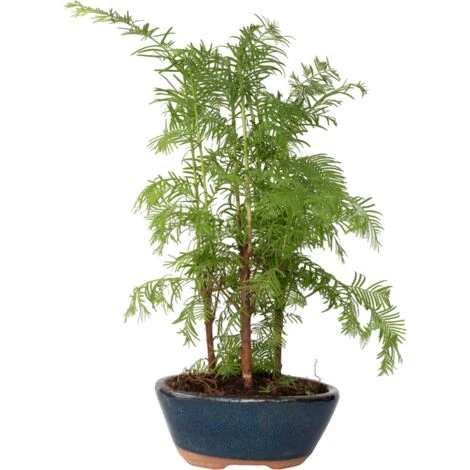 Bonsaï Extérieur Metasequoia Forest - Bonsaï - Pot 15cm - Hauteur 20-30cm 3 Bonsaï Extérieur Metasequoia Forest - Bonsaï - Pot 15cm - Hauteur 20-30cm