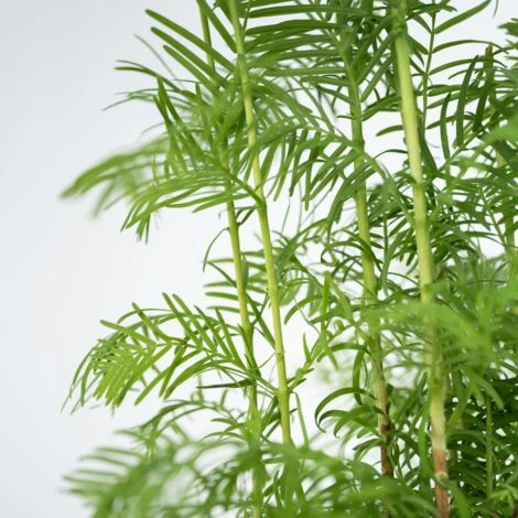 Bonsaï Extérieur Metasequoia Forest - Bonsaï - Pot 15cm - Hauteur 20-30cm 4 Bonsaï Extérieur Metasequoia Forest - Bonsaï - Pot 15cm - Hauteur 20-30cm – Image 2