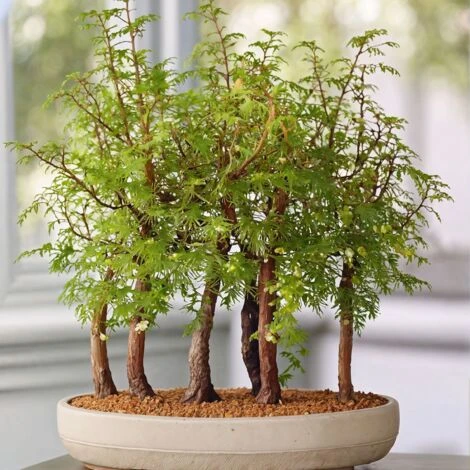 Bonsaï Extérieur Metasequoia Forest - Bonsaï - Pot 15cm - Hauteur 20-30cm 5 Bonsaï Extérieur Metasequoia Forest - Bonsaï - Pot 15cm - Hauteur 20-30cm – Image 3