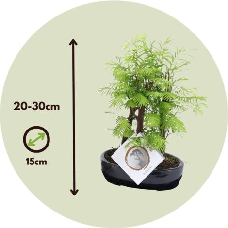 Bonsaï Extérieur Metasequoia Forest - Bonsaï - Pot 15cm - Hauteur 20-30cm 6 Bonsaï Extérieur Metasequoia Forest - Bonsaï - Pot 15cm - Hauteur 20-30cm – Image 4