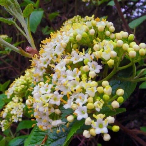 Flore Riche Soldes Magasin 37 Flore Riche Soldes Magasin -Flore Riche Soldes Magasin 1